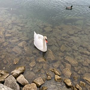 Meet your Posher, Maya